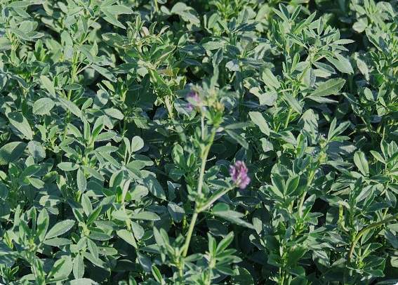 Alfalfa